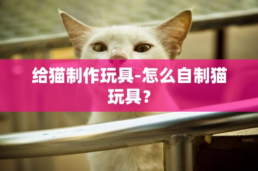 給貓制作玩具-怎么自制貓玩具？