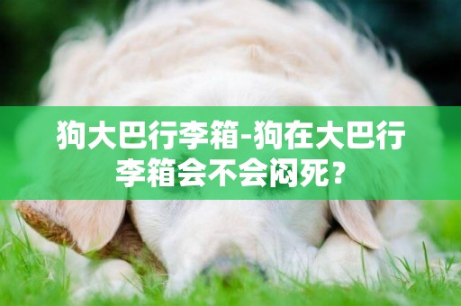 狗大巴行李箱-狗在大巴行李箱會不會悶死？