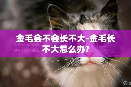 金毛會不會長不大-金毛長不大怎么辦?