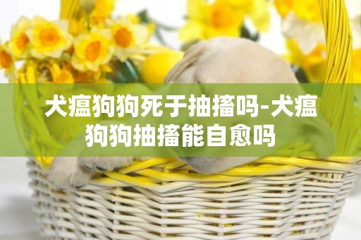 犬瘟狗狗死于抽搐嗎-犬瘟狗狗抽搐能自愈嗎
