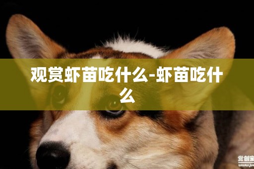 觀賞蝦苗吃什么-蝦苗吃什么