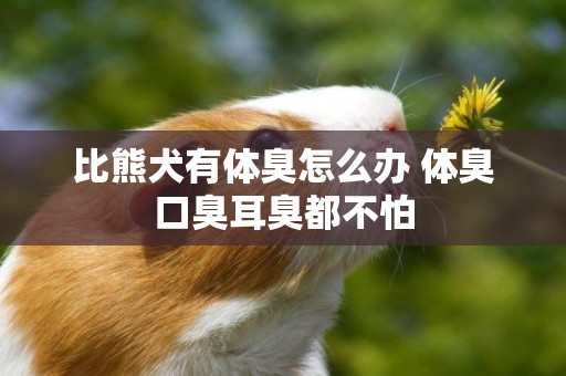 比熊犬有體臭怎么辦 體臭口臭耳臭都不怕
