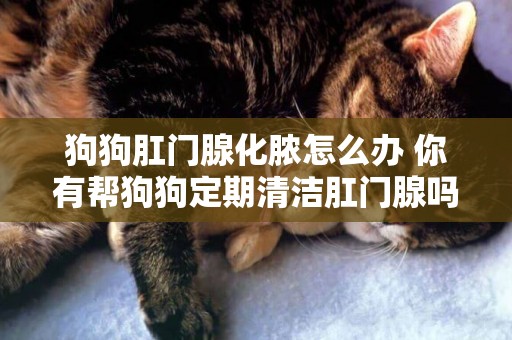 狗狗肛門腺化膿怎么辦 你有幫狗狗定期清潔肛門腺嗎