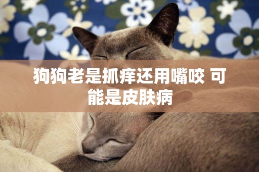 狗狗老是抓癢還用嘴咬 可能是皮膚病