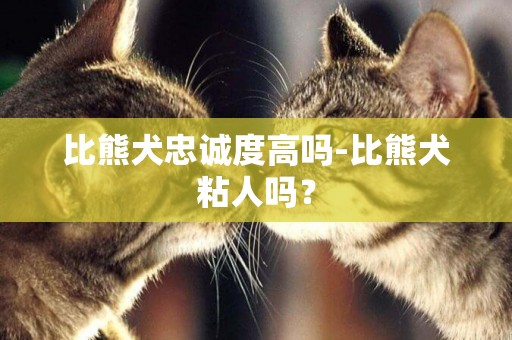 比熊犬忠誠度高嗎-比熊犬粘人嗎？