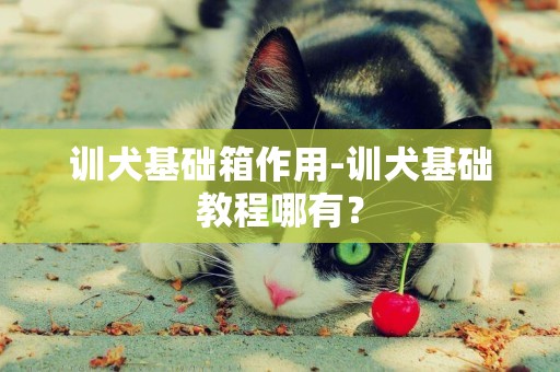 訓犬基礎箱作用-訓犬基礎教程哪有？