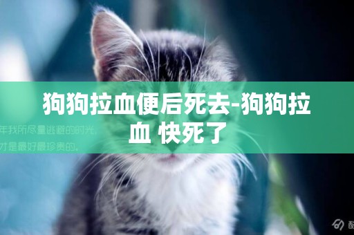 狗狗拉血便后死去-狗狗拉血 快死了