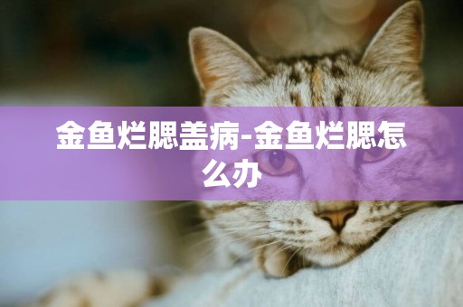 金魚爛腮蓋病-金魚爛腮怎么辦