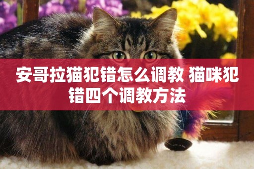 安哥拉貓犯錯怎么調教 貓咪犯錯四個調教方法