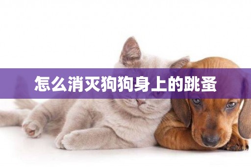 怎么消滅狗狗身上的跳蚤
