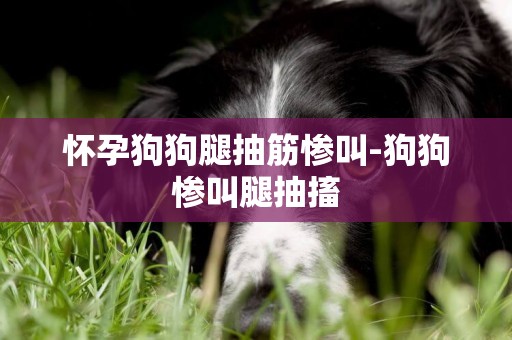 懷孕狗狗腿抽筋慘叫-狗狗慘叫腿抽搐