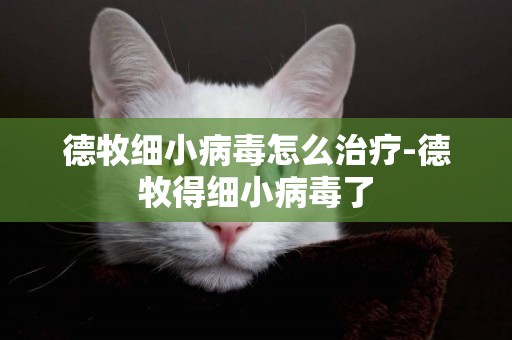 德牧細小病毒怎么治療-德牧得細小病毒了