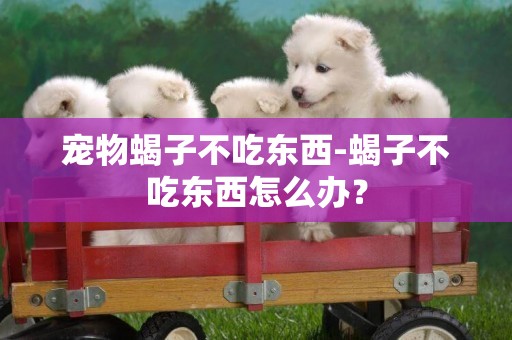 寵物蝎子不吃東西-蝎子不吃東西怎么辦？
