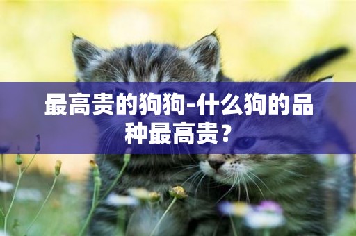 最高貴的狗狗-什么狗的品種最高貴？