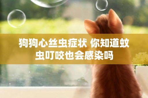 狗狗心絲蟲癥狀 你知道蚊蟲叮咬也會感染嗎