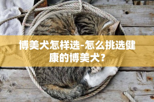 博美犬怎樣選-怎么挑選健康的博美犬？