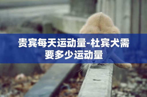 貴賓每天運動量-杜賓犬需要多少運動量