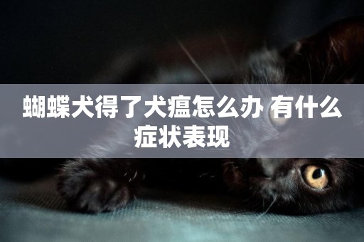 蝴蝶犬得了犬瘟怎么辦 有什么癥狀表現