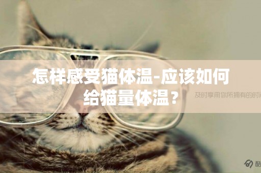 怎樣感受貓體溫-應該如何給貓量體溫？