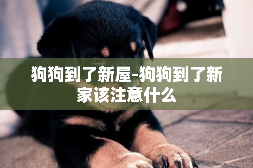 狗狗到了新屋-狗狗到了新家該注意什么