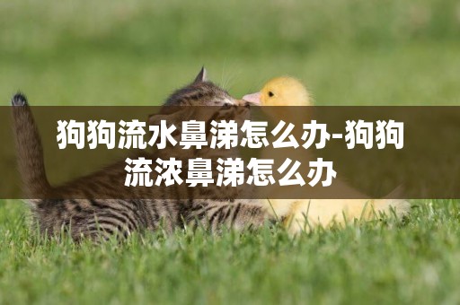 狗狗流水鼻涕怎么辦-狗狗流濃鼻涕怎么辦