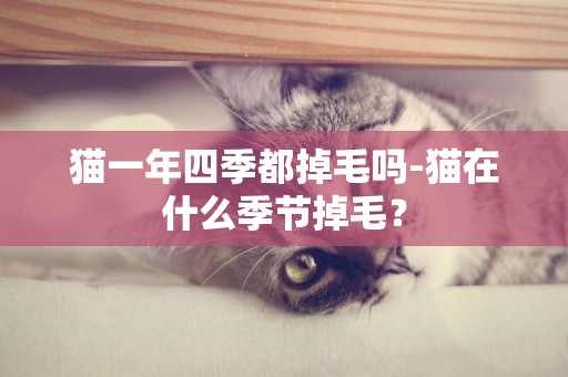 貓一年四季都掉毛嗎-貓在什么季節掉毛？