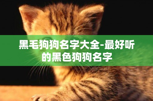 黑毛狗狗名字大全-最好聽的黑色狗狗名字