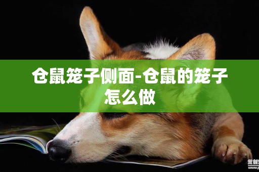 倉鼠籠子側面-倉鼠的籠子怎么做