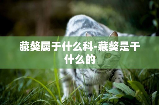 藏獒屬于什么科-藏獒是干什么的