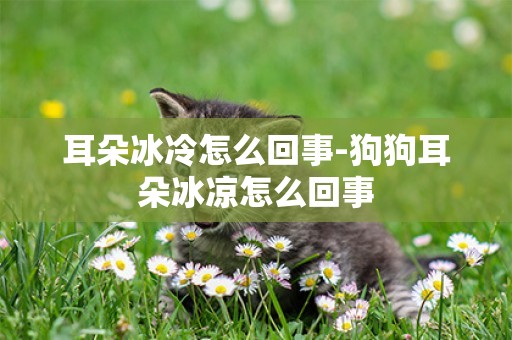 耳朵冰冷怎么回事-狗狗耳朵冰涼怎么回事