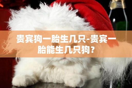 貴賓狗一胎生幾只-貴賓一胎能生幾只狗？