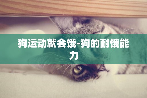 狗運動就會餓-狗的耐餓能力