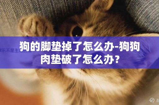 狗的腳墊掉了怎么辦-狗狗肉墊破了怎么辦？