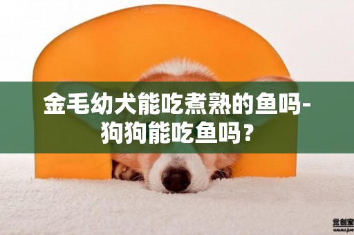 金毛幼犬能吃煮熟的魚嗎-狗狗能吃魚嗎？