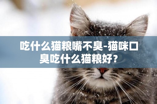 吃什么貓糧嘴不臭-貓咪口臭吃什么貓糧好？