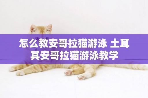 怎么教安哥拉貓游泳 土耳其安哥拉貓游泳教學