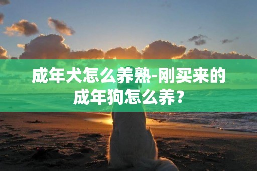 成年犬怎么養熟-剛買來的成年狗怎么養？