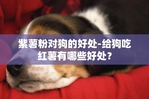 紫薯粉對狗的好處-給狗吃紅薯有哪些好處？