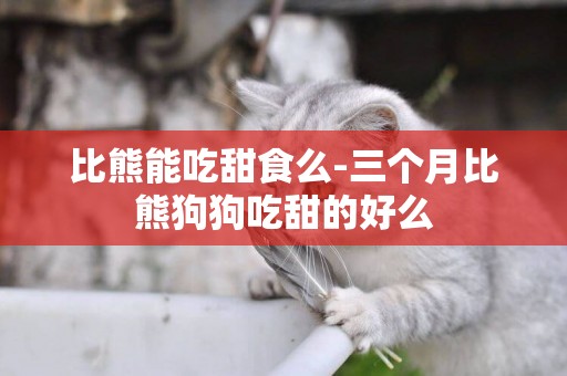 比熊能吃甜食么-三個月比熊狗狗吃甜的好么