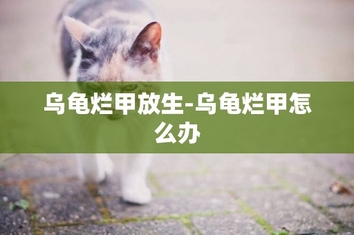 烏龜爛甲放生-烏龜爛甲怎么辦