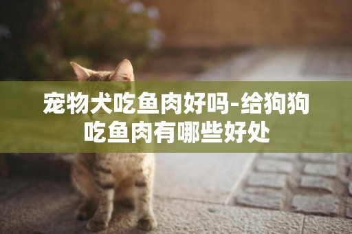 寵物犬吃魚肉好嗎-給狗狗吃魚肉有哪些好處