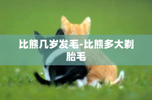 比熊幾歲發毛-比熊多大剃胎毛