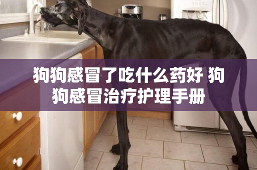 狗狗感冒了吃什么藥好 狗狗感冒治療護理手冊