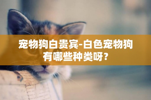 寵物狗白貴賓-白色寵物狗有哪些種類呀？