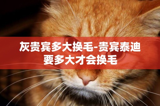 灰貴賓多大換毛-貴賓泰迪要多大才會換毛