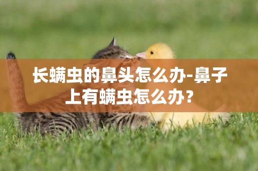 長螨蟲的鼻頭怎么辦-鼻子上有螨蟲怎么辦？