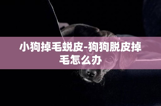 小狗掉毛蛻皮-狗狗脫皮掉毛怎么辦