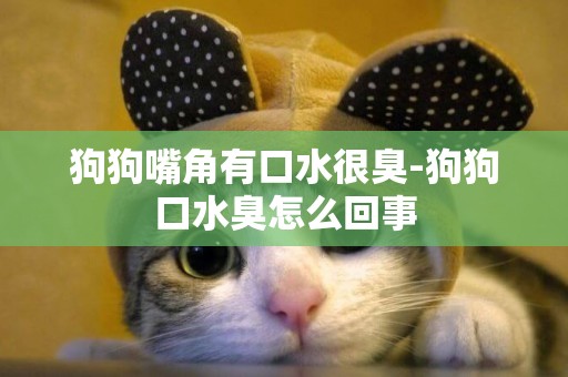 狗狗嘴角有口水很臭-狗狗口水臭怎么回事