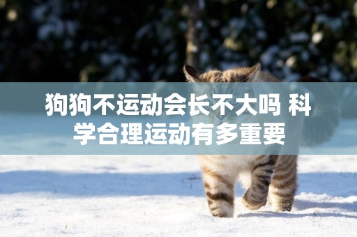 狗狗不運動會長不大嗎 科學合理運動有多重要