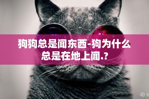 狗狗總是聞東西-狗為什么總是在地上聞.?